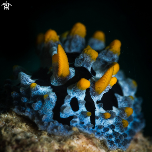 The Scrambled egg nudibranch