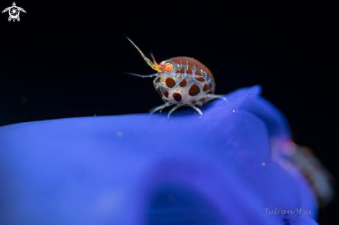 The Amphipod