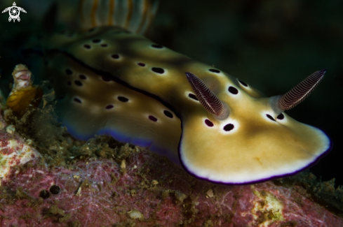 A Hypselodoris tryoni nudibranch