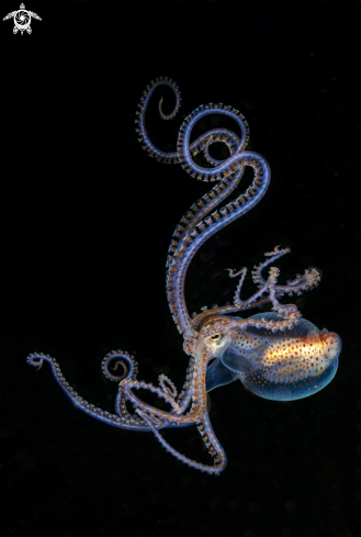 A Octopus conispadiceus