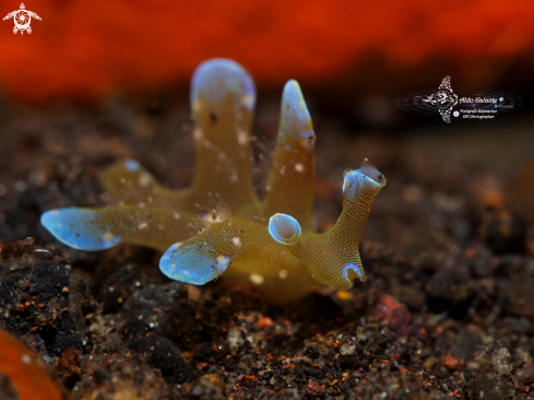 A Nudibranch