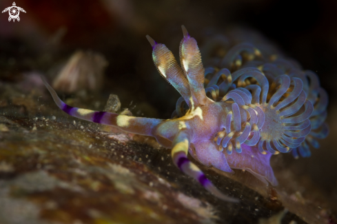 The Pteraeolidia semperi nudibranch