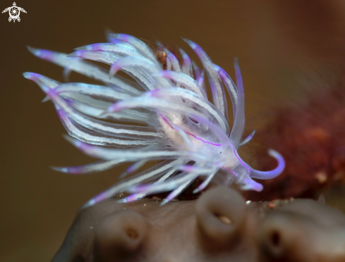 The Nudibranch