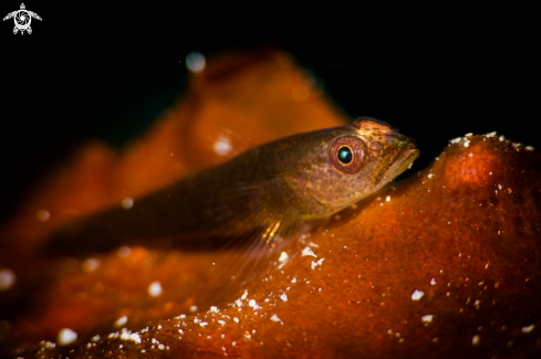 A Coral fish