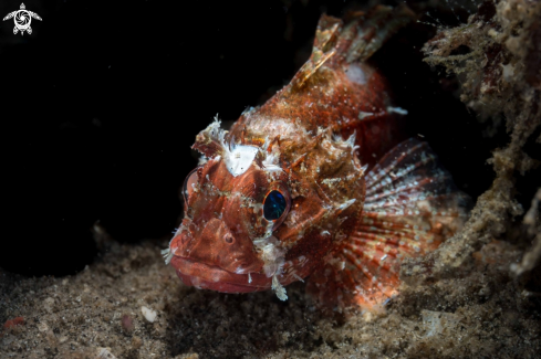 A Short-fin Lionfish