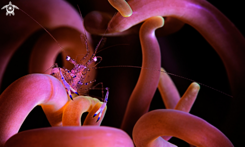 A Anemone Shrimp