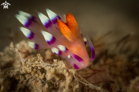 The Coryphellina exoptata nudibranch