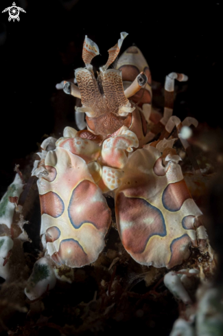 A Harlequin Shrimp