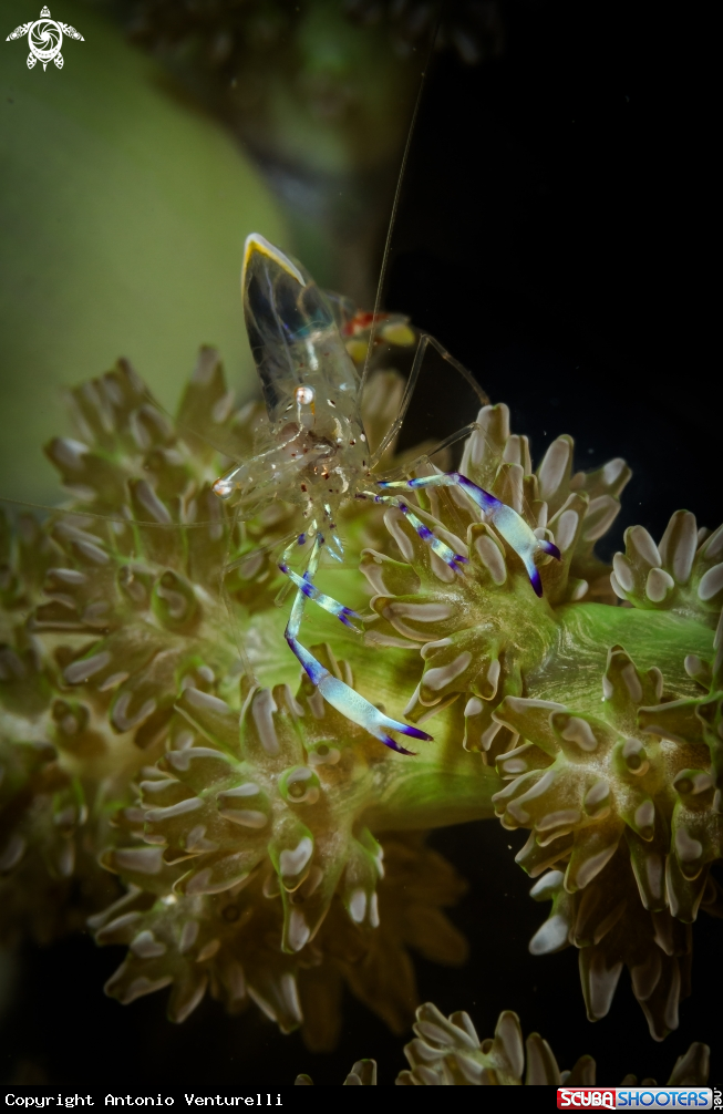 A Transparent glass shrimp