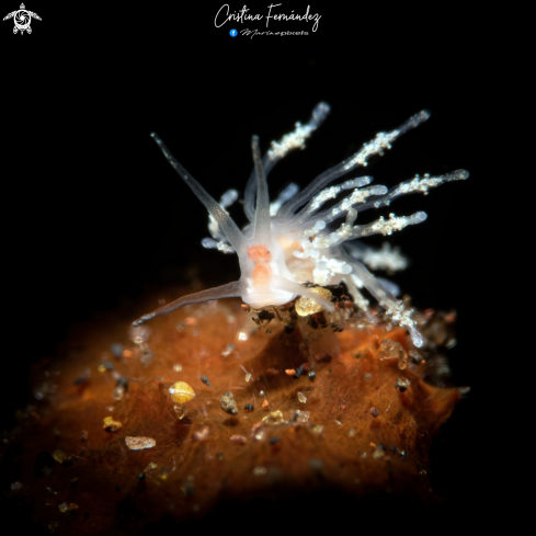 Nudibranch