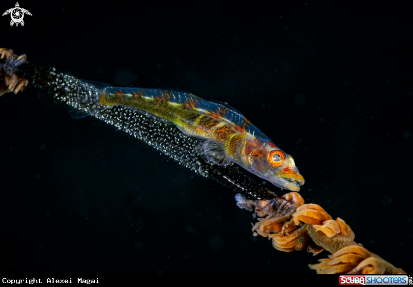 A wolf goby fish 