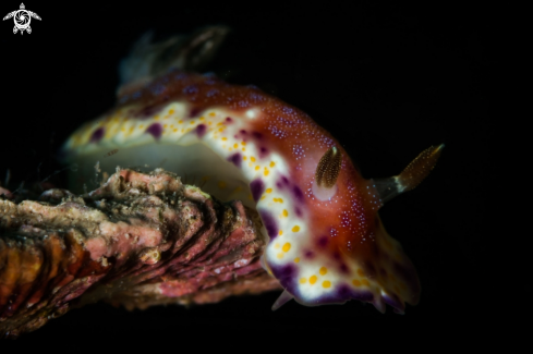 A Goniobranchus tumulifera nudibranch