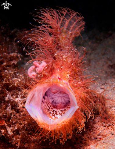 A Hairy Frogfish