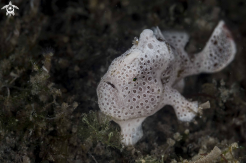 A Painted Frogfish