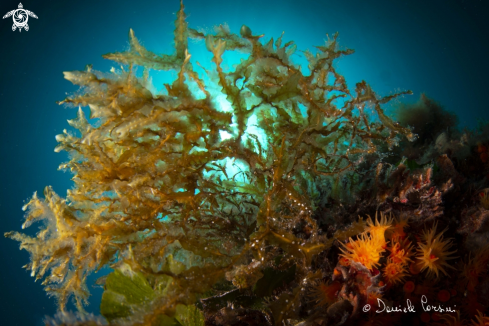 A Dictyopteris polypodioides  | alghe brune