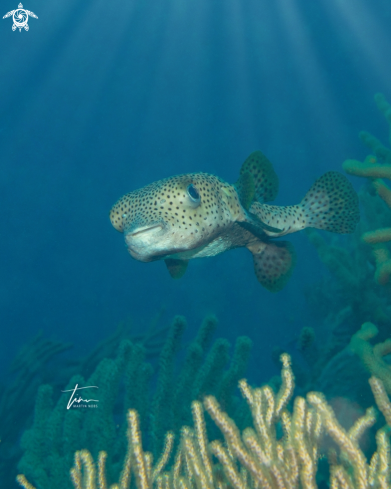 A Diodon hystrix | Porcupinefish
