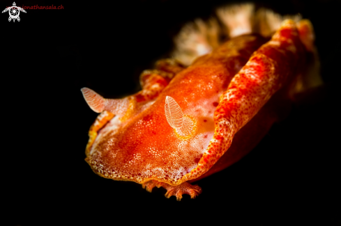 A Spanish Dancer