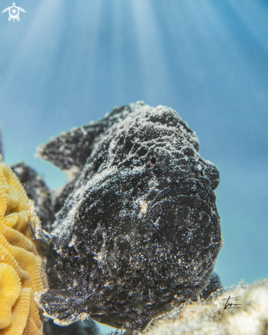 A Antennarius multiocellatus | Frogfish