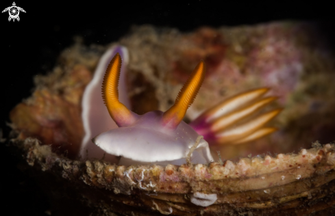 A Hypselodoris Bullockii nudibranch