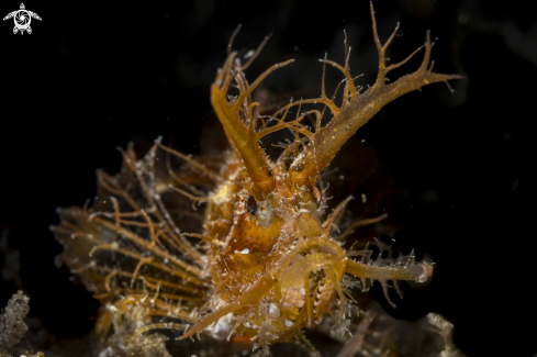 A Ambon Scorpionfish