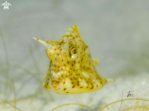 A Acanthostracion polygonius | Honeycomb cowfish
