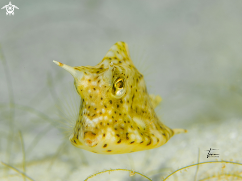 A Honeycomb cowfish