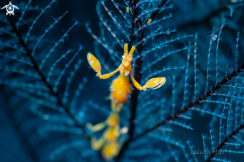 A Skeleton shrimp