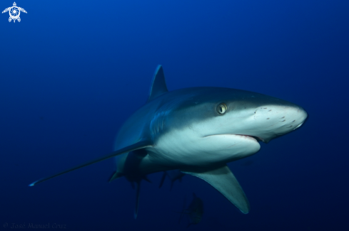 A Carcharhinus albimarginatus | Silvertip shark