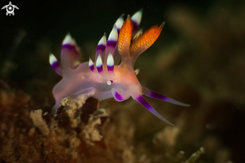 Coryphellina exoptata nudibranch