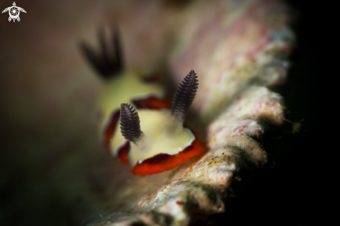 The Chromodoris fidelis nudibranch