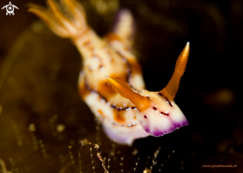 A Hypselodoris Krakatoa | Hypselodoris Krakatoa