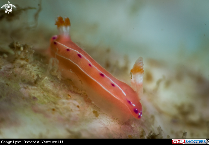 A Hypselodoris nudibranch