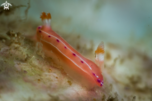 A Hypselodoris nudibranch