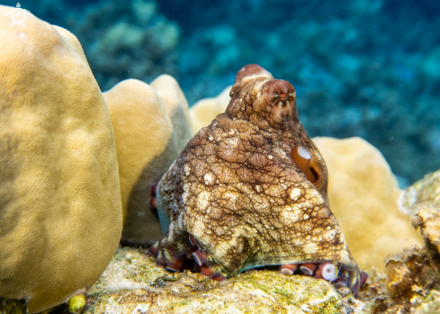 A Reef Octopus