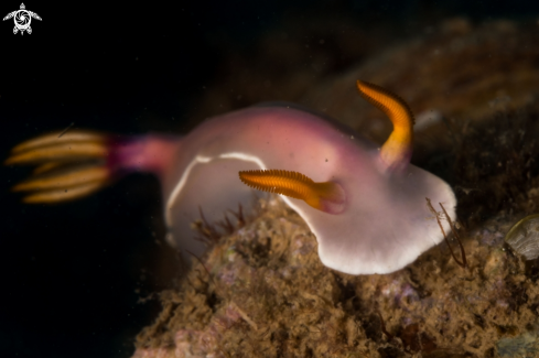 A Hypselodoris Bullockii nudibranch