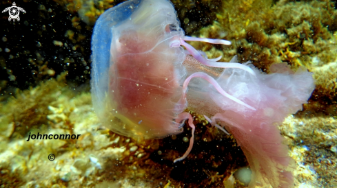 A Pelagia noctiluca | Méduse Pélagique