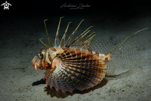 A Blue-Fin lionfish