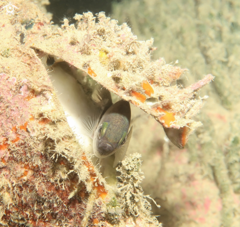 A Choromis chromis | castagnola