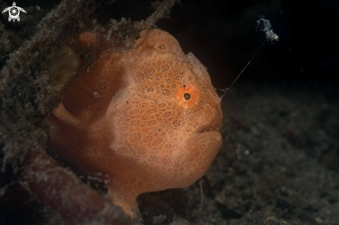 A Painted Frogfish