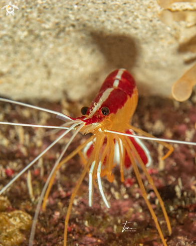 A Caribbean cleaner shrimp
