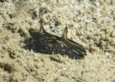 A Showy Headshield Slug