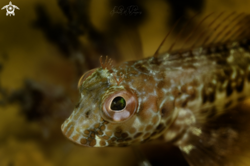 A blenny