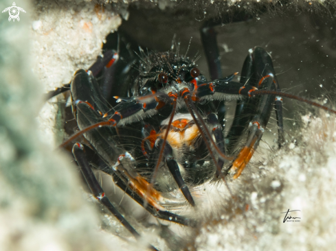 A Serrated lobster shrimp | Axiopsis serratifrons