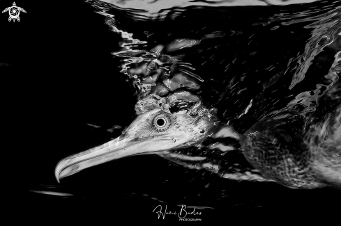 The socotra cormorant