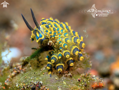 A Costasiella sp. | Nudibranch