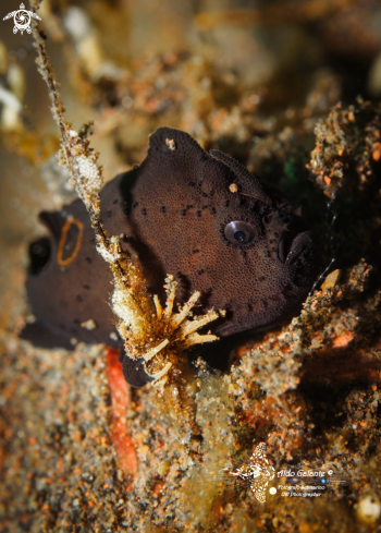 A Nudiantennarius subteres (Smith & Radcliffe, 1912) | Ocellated Frogfish