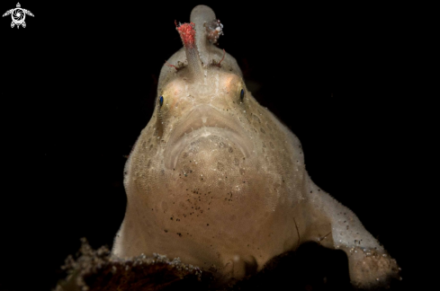 A Antennarius pictus | Painted Frogfish