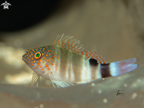 A Red spotted hawkfish