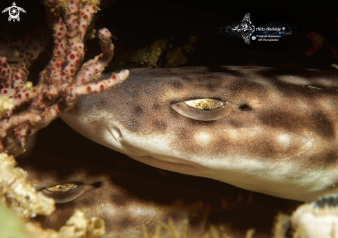 A Coral Catshark 