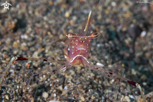 A Anemone Shrimp